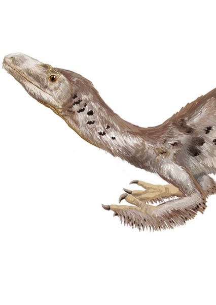Tanycolagreus photo
