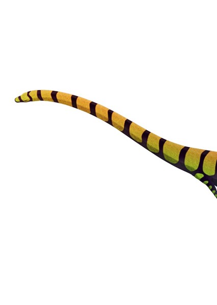 Tanystropheus photo