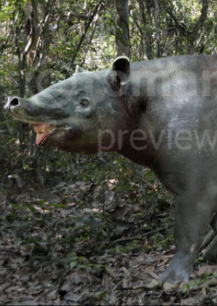 Tapirus augustus