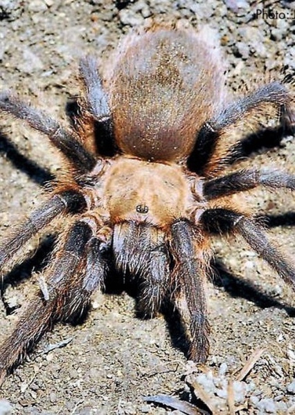 Tarantula