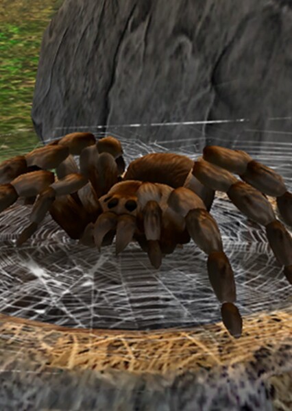 Tarantula photo