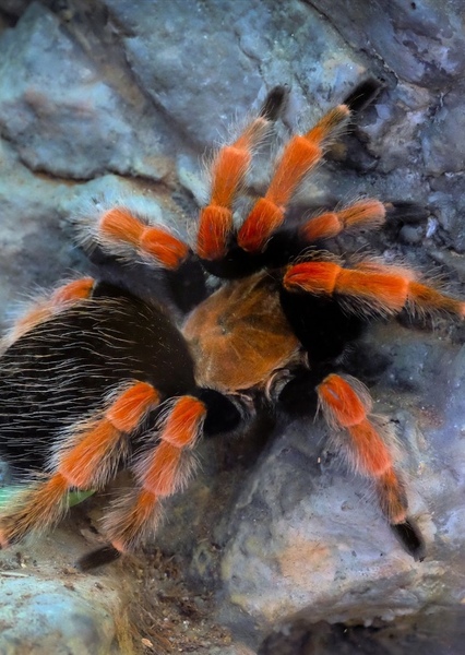 Tarantula photo