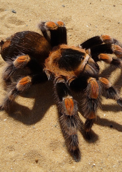 Tarantula