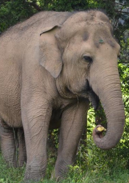 Tarra the Elephant photo