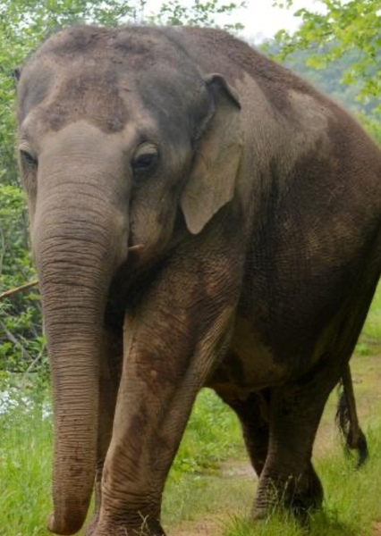 Tarra the Elephant photo