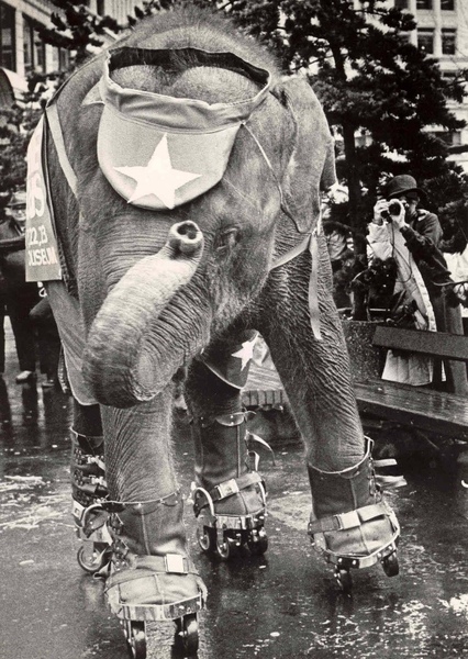 Tarra the Elephant photo