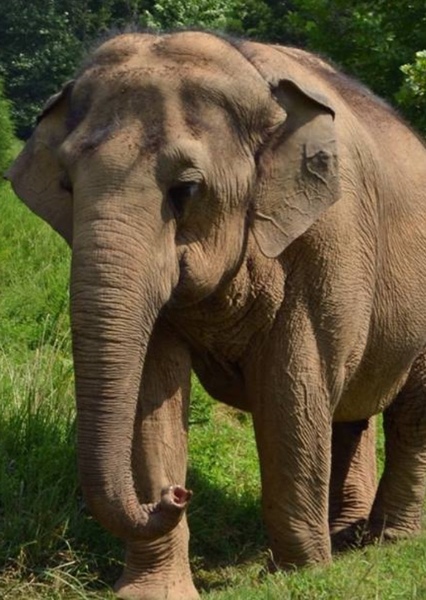 Tarra the Elephant photo