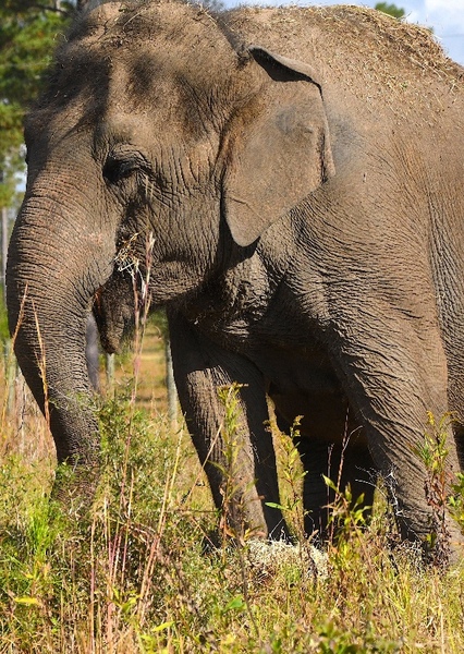 Tarra the Elephant photo