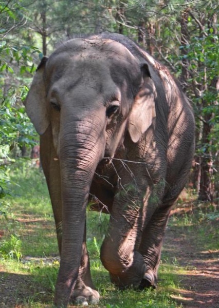 Tarra the Elephant photo