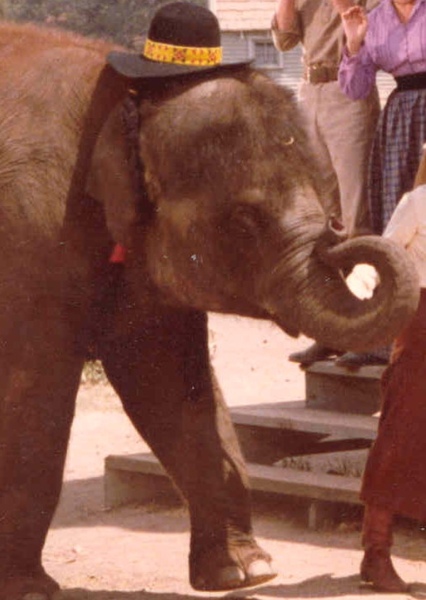 Tarra the Elephant photo