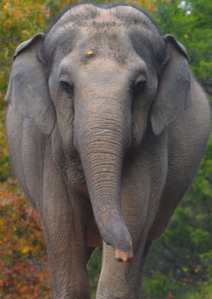 Tarra the Elephant photo
