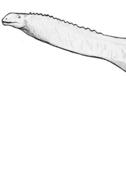 Tazoudasaurus