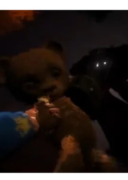 Teddy (Among the Sleep) photo