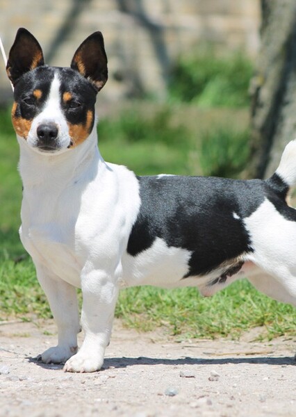 Teddy Roosevelt Terrier