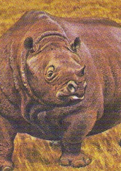 Teleoceras