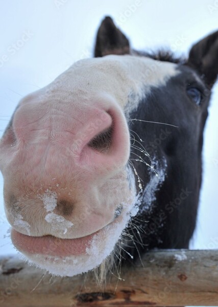 tennessee walking horse