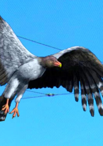 Teratornis photo