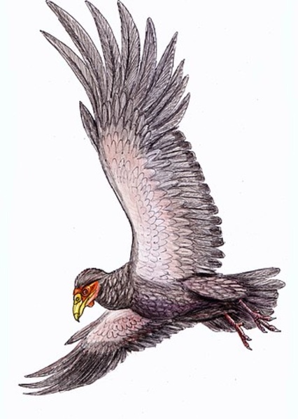 Teratornis photo