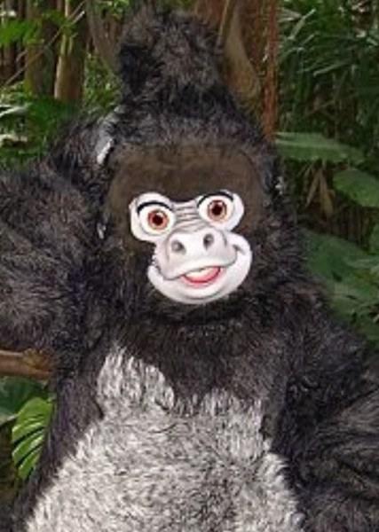 Terk photo