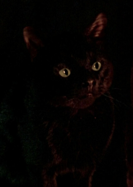 Thackery Binx photo