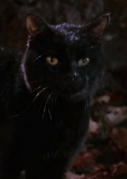 Thackery Binx photo