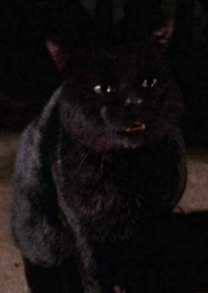 Thackery Binx photo