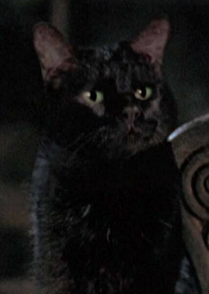 Thackery Binx photo