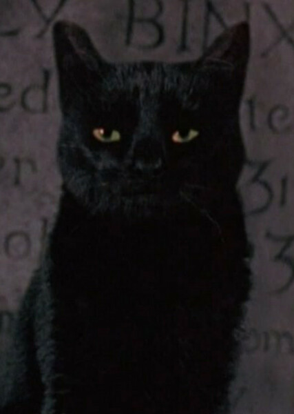 Thackery Binx photo