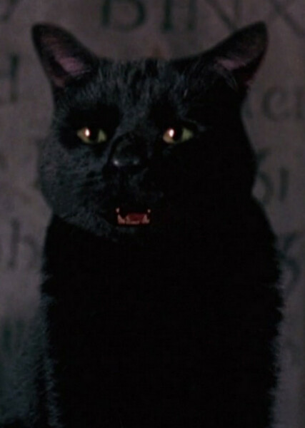 Thackery Binx photo