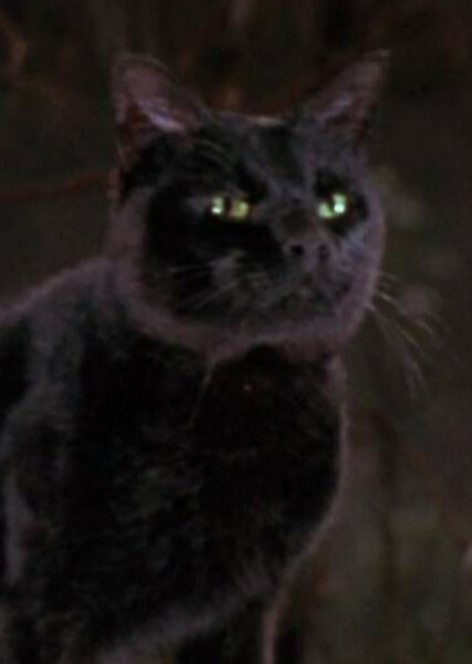 Thackery Binx photo