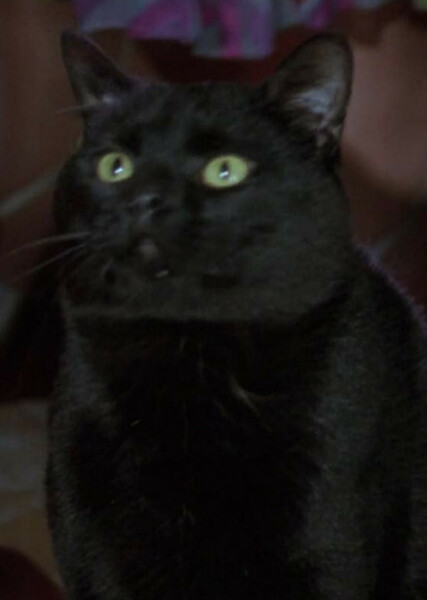 Thackery Binx photo