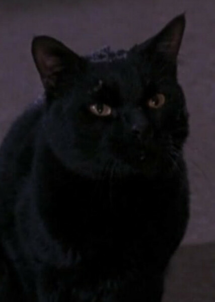 Thackery Binx photo