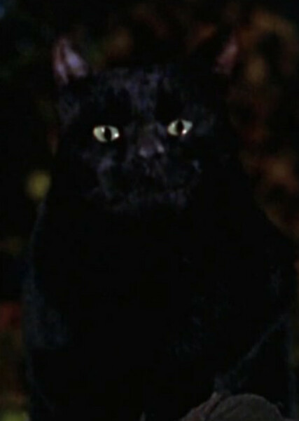 Thackery Binx photo