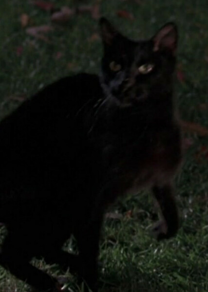 Thackery Binx photo