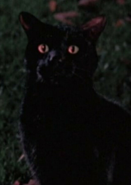 Thackery Binx photo