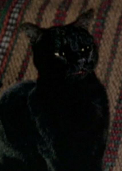 Thackery Binx photo