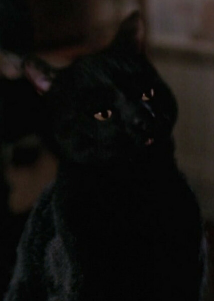 Thackery Binx photo