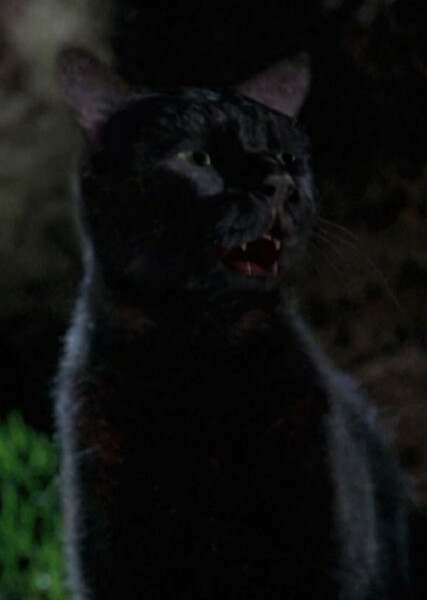 Thackery Binx photo