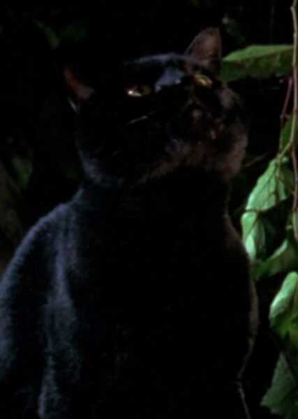 Thackery Binx photo