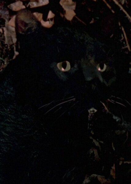 Thackery Binx photo