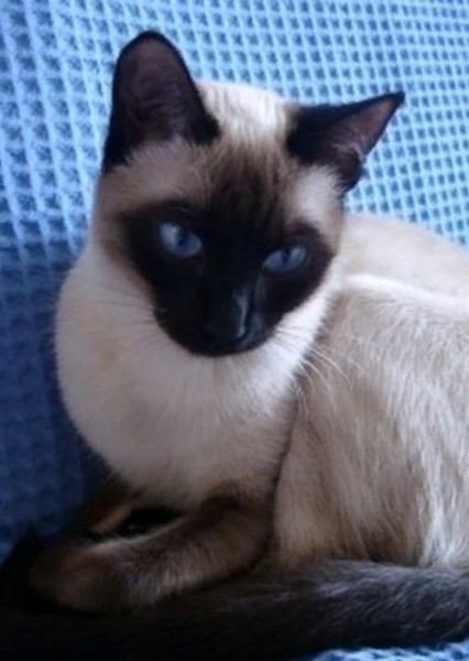 Thai cat