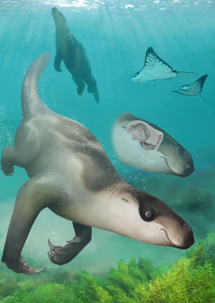 Thalassocnus