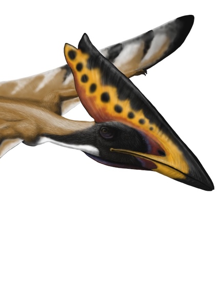 Thalassodromeus