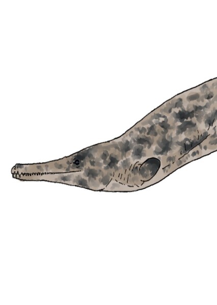 Thalattosuchus photo