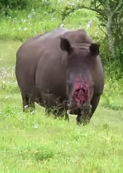 Thandi the Rhinoceros