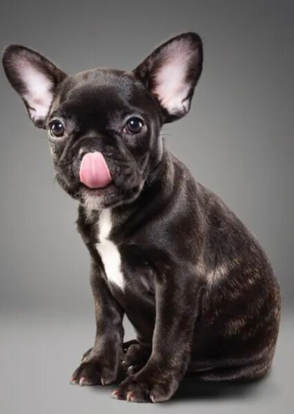 The Affenpinscher