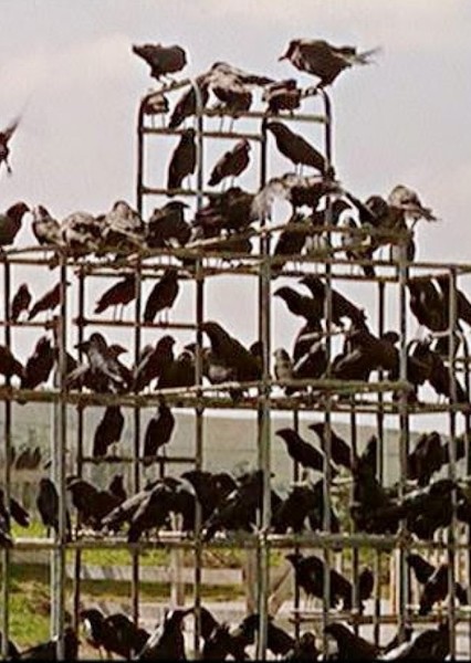 The Birds