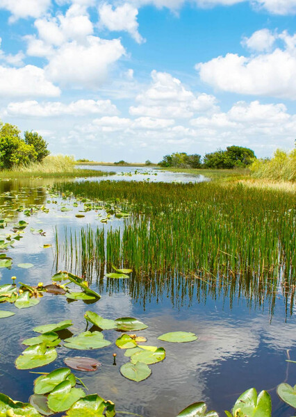 The Everglades