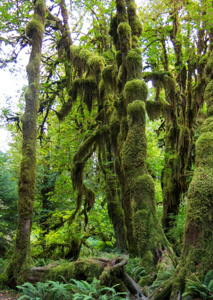 The Hoh Rainforest