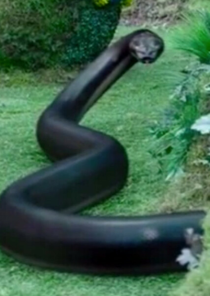 The Incredibly Deadly Viper ("Inky") photo